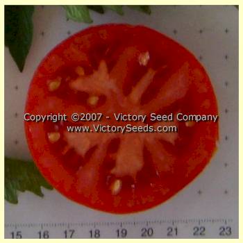 Livingston's 'Ideal' tomato slice.