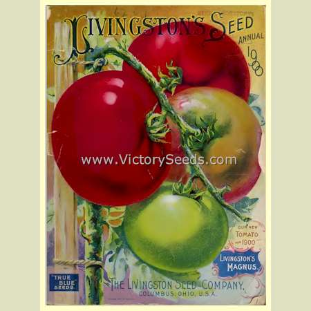 Livingston's 'Magnus' tomato on the cover of their 1900 Seed Annual.