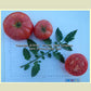 Livingston's 'Main Crop Pink' tomatoes.
