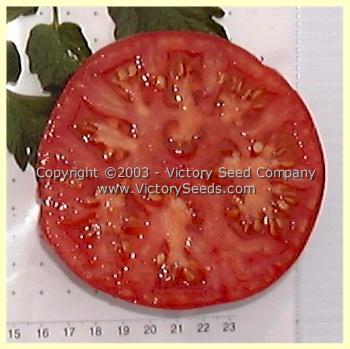 Livingston's 'Main Crop Pink' tomato slice.