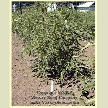 'Marhio' (aka Livingston's 'Marvelous') tomato plant.