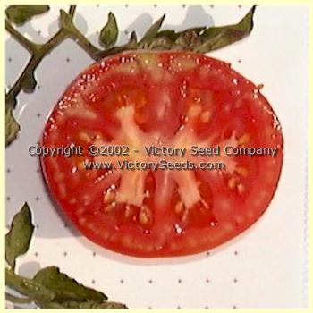 'Marhio' (aka Livingston's 'Marvelous') tomato slice.
