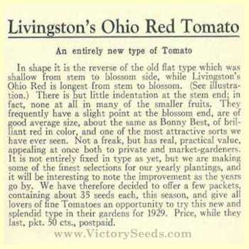 The description from the 1929 Livingstom seed catalog.