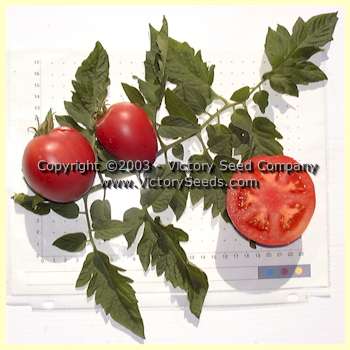 'Livingston's Ohio Red' tomatoes.