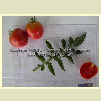 'Livingston's Ohio Red' tomatoes.