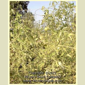 Livingston's 'Oxheart' tomato plant.