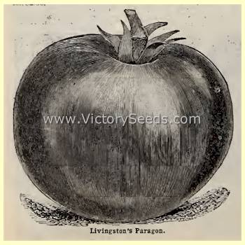 'Livingston's Paragon' tomato from the 1905 catalog.