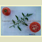 'Livingston's Paragon' tomatoes.