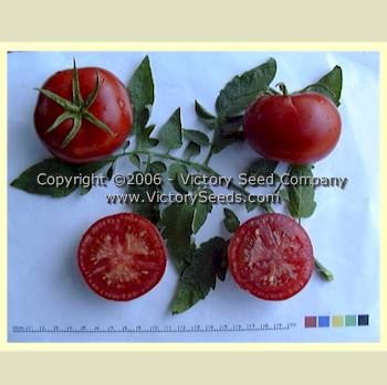 'Livingston's Perfection' tomatoes.
