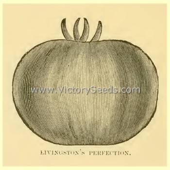 A woodcut of 'Livingston's Perfection' tomato from the 1893 seed annual..