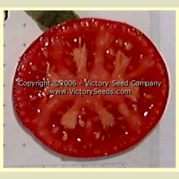 'Livingston's Perfection' tomato slice.