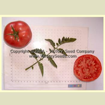 Livingston's 'Rosy Morn' tomatoes.