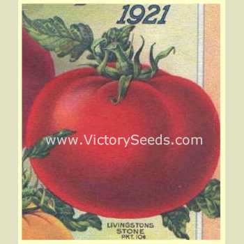 Livingston's 'Stone' tomato print from 1921.