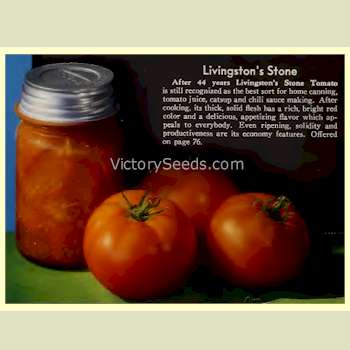 A 1937 image of Livingston's 'Stone' tomatoes.