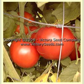 Livingston's 'Stone' tomatoes.