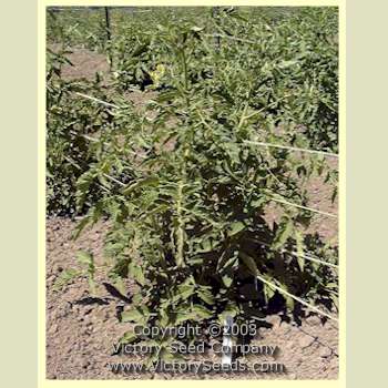 Livingston's 'Stone' tomato plant.