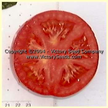 Livingston's 'Stone' tomato slice.