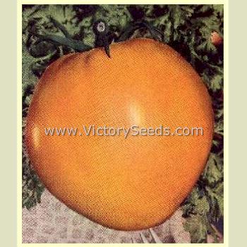 Livingston's 'Yellow Oxheart' tomato from the 1933 seed cattalog.