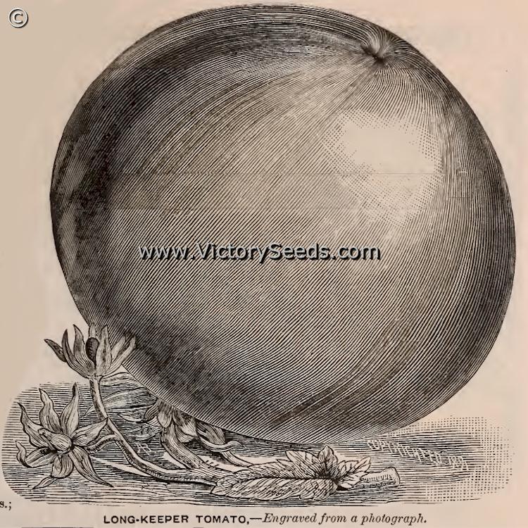 An engraving of the 'Long-Keeper' tomato from the 1892 Burpee Farm Annual.