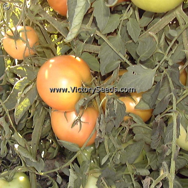 'Long Keeper' (Burpee's Longkeeper) tomatoes ripening on the plant.