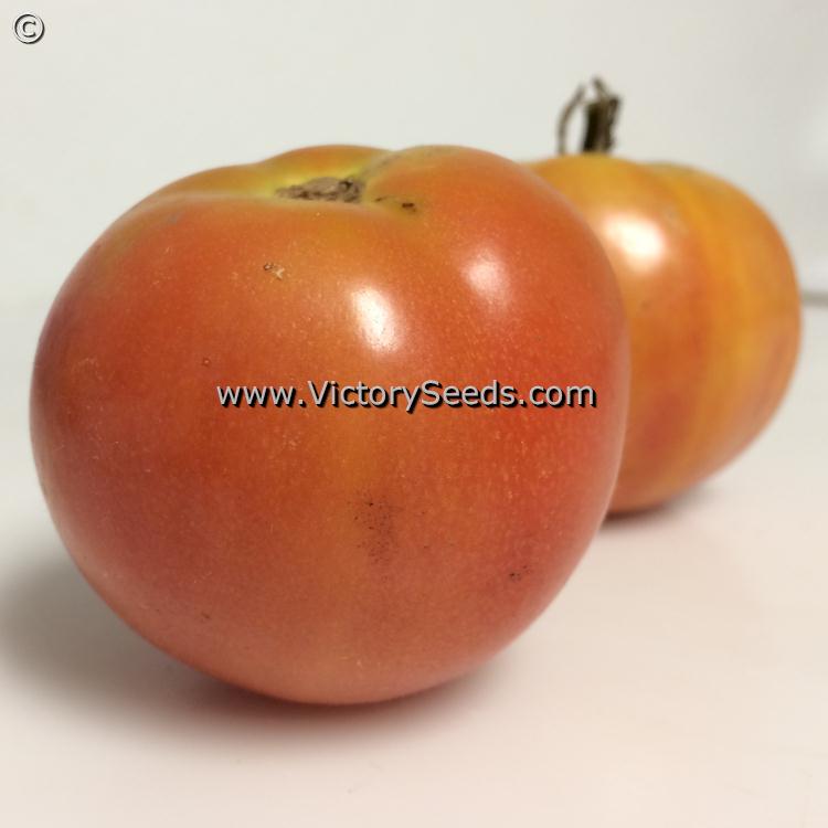 'Long Keeper' (Burpee's Longkeeper) tomatoes ripening on the counter in November.