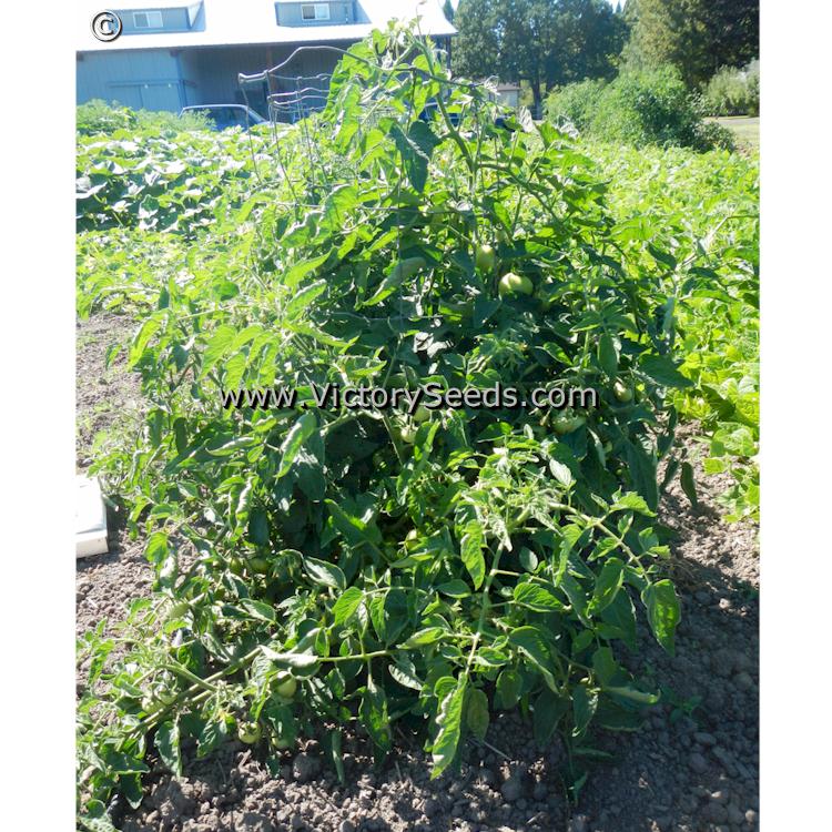 'Long Keeper' (Burpee's Longkeeper) tomato plant.