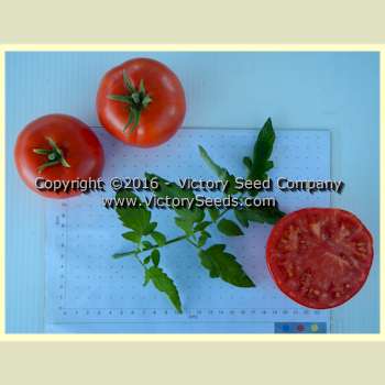 'Loran Blood' tomatoes.