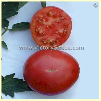 'Louisiana Dixie' tomatoes. Picture sent in by David Pendergrass.