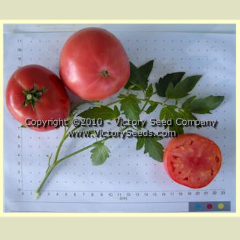 'Louisiana Dixie' tomatoes.