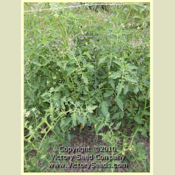 'Louisiana Dixie' tomato plant.