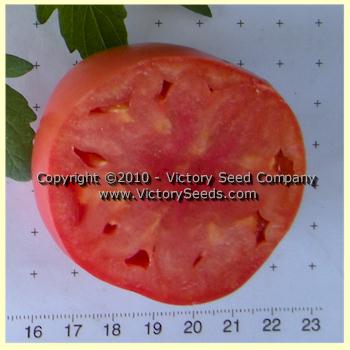 'Louisiana Dixie' tomato slice.