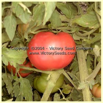 'Louisiana Gulf State' tomato.