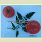 'Louisiana Gulf State' tomatoes.