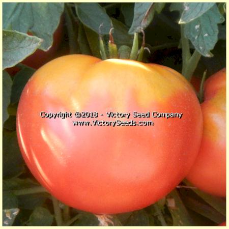 'Louisiana Gulf State' tomato.