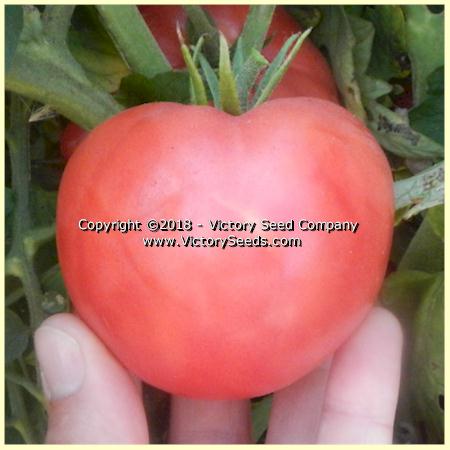 'Louisiana Gulf State' tomato.