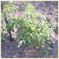 'Louisiana Gulf State' tomato plant.