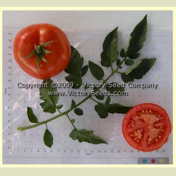 'Louisiana Red' tomatoes.