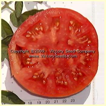 'Louisiana Red' tomato slice.
