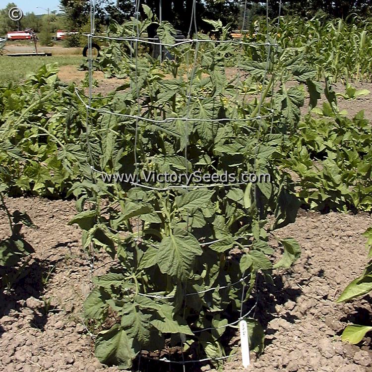 'Lucky Cross' tomato plant.