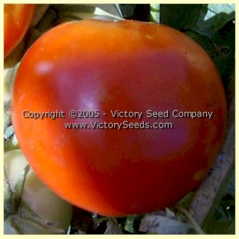 'Lutescent Long Red' tomato.