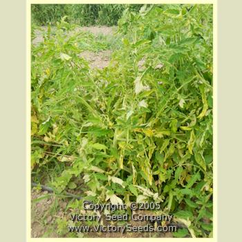 'Lutescent Long Red' tomato plant.