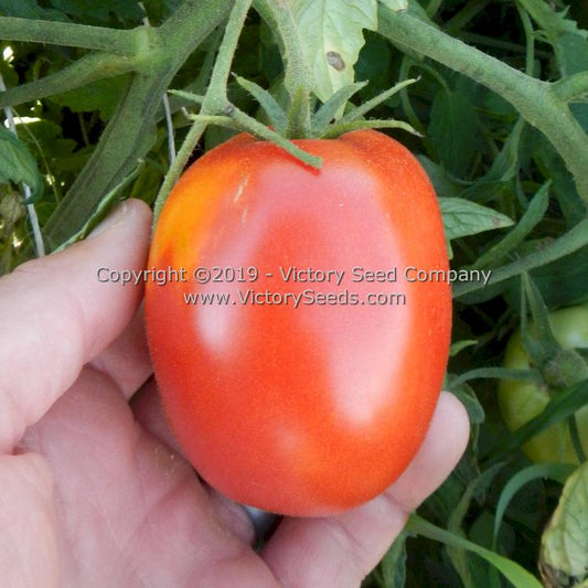 'Mahoning Valley Beauty' tomato.