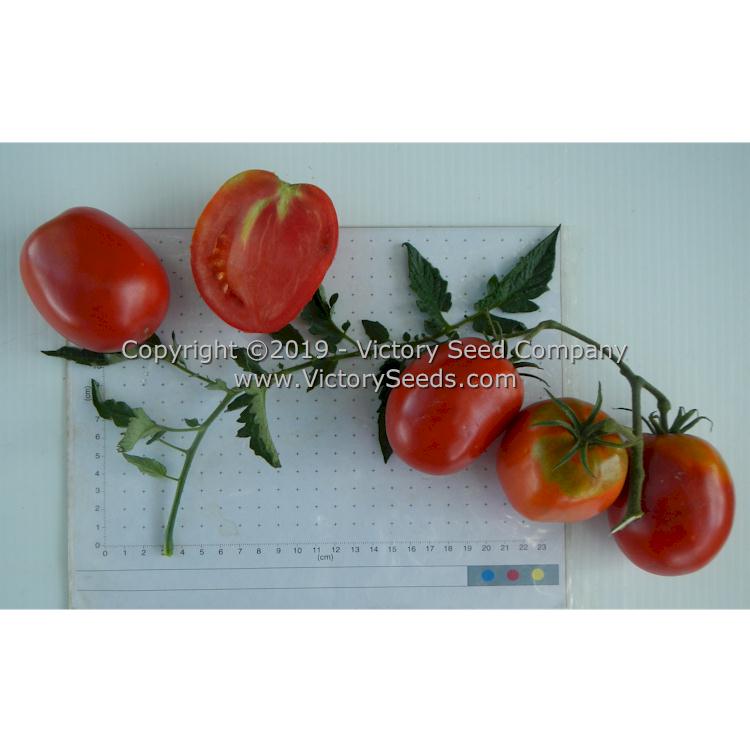 'Mahoning Valley Beauty' tomatoes.