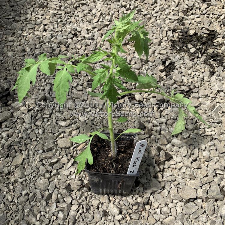 A 'Mahoning Valley Beauty' tomato seedling.