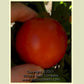 'Maja' tomato.