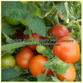 'Maja' is a vary productive tomato variety.