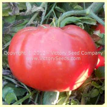 'Mala Bishka' tomato.