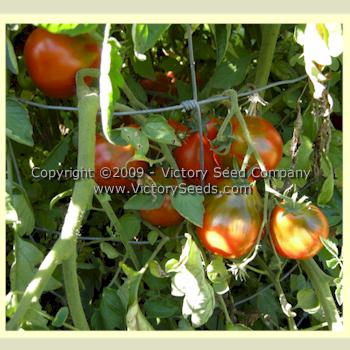 'Malinovaya Grusha' tomatoes.