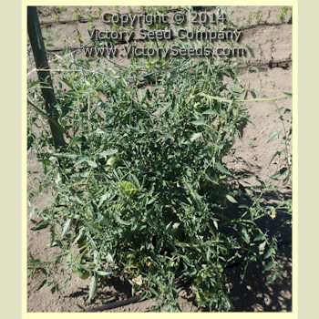 Malinovyi Rog tomato plant.
