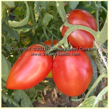'Mama Leone' tomatoes.